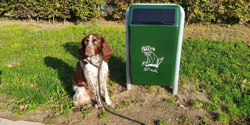 Hond hondenpoep uitlaten 1140x570