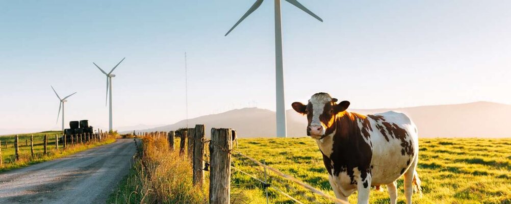 Koe windmolen nederland