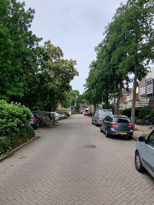 Foto te kappen bomen tbv petitie