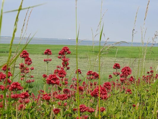 20210608 171630 dijk