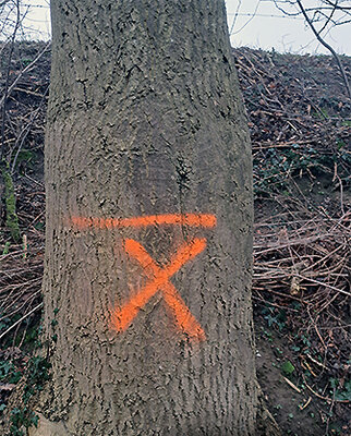 20260226 bomenbeleid