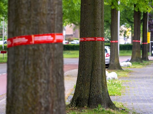Hertogensingel