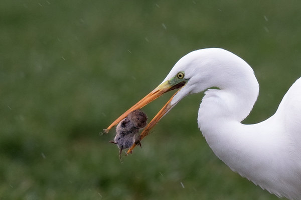 Grote zilverreiger kop