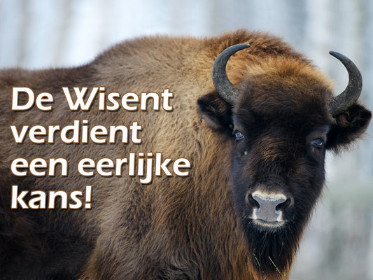 Maashorst wisent 2