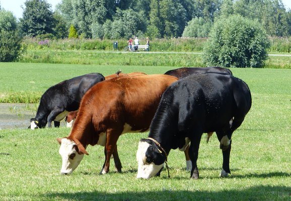 Stier in de wei